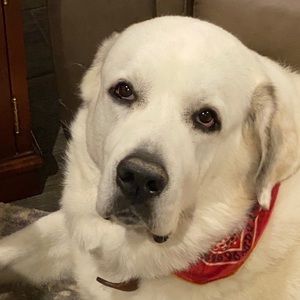 Meet your Posher, Leslie